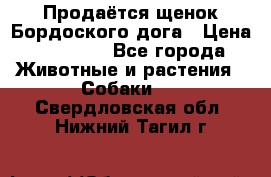 Продаётся щенок Бордоского дога › Цена ­ 37 000 - Все города Животные и растения » Собаки   . Свердловская обл.,Нижний Тагил г.